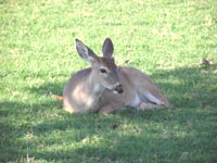 baby deer