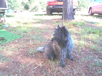 Doggy Camper